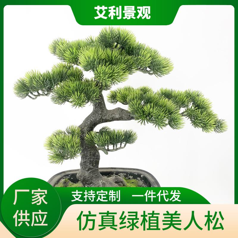 美人松1