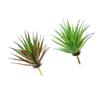 Cabeça de Flor Suculenta Coleira Grama de Ensino Criativo Acessórios DIY Arranjo de Flores Planta Decorativa Atacado Móveis para Casa Dropshipping