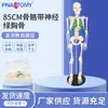 Fornecer Modelo de Esqueleto Humano com Nervos 85cm Esqueleto Peito Verde Espécime Humano Modelo Médico