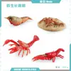 Juguete modelo de animal pequeño simulación ciclo de vida crecimiento rana tortuga pollo Montessori material didáctico preescolar venta al por mayor