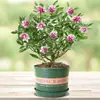 Orquídea Phalaenopsis, Planta Ornamental de Interior, Planta Resistente ao Frio, Planta Florífera, Tronco Velho com Botões, Mudas de Flores Grandes e Pequenas, Planta em Vaso, Bonsai de Fragrância Forte