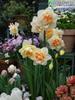 Dropshipping Bulbo de Narciso de Zhangzhou Hiacinto Cultivado em Água em Vaso com Botões para o Ano Todo e Pétalas Duplas para Florais de Ano Novo