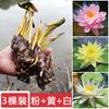 Planta hidropónica de nenúfar con envío directo, loto cultivado en agua durante todo el año, flor de loto en maceta, estanque de agua, nenúfar grande, raíz.