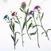 Flores secas reais com galhos de folhas de bola de neve perfumadas, adesivos, espécimes de plantas, abajur de mesa em relevo, capa de celular, marcador de página