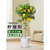 Planta de Limoeiro em Vaso com Frutos, Planta Verde Comestível, Grande para Sala de Estar Interna Varanda, Planta de Floração Quatro Estações, Fácil de Manter
