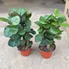 Árbol del Dinero Redondo Fulu Tong, una planta grande en maceta adecuada para salas de estar y oficinas interiores, una buena planta que trae riqueza y prosperidad