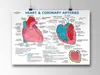 Módulo Muscular del Miembro Superior Anatomía Pintura Decorativa para el Hogar Póster de Imagen HD Arte Lienzo para Sala de Estar del Hospital Núcleo