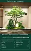 Escenario de Exhibición de Ventana Pieris Japonica Simulada Planta Interior de Gama Alta Arce Japonés Biomorfo Planta Verde Decoración Árbol Artificial Grande Paisaje