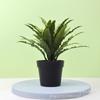 Bonsái artificial flor falsa decoración maceta planta oficina escritorio decoración regalo planta verde de plástico decoración helecho nido de pájaro