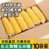 Maíz dulce ceroso amarillo de Mongolia Interior, envasado al vacío para un consumo seguro, al por mayor