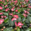 Color Soñador Rojo PalmaMelocotón Labios Color Soñador Palma, una planta hidropónica de cuatro estaciones, tolerante a la sombra y de fácil cuidado que elimina eficazmente el formaldehído