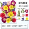 Marcapáginas de flores secas especímenes colección de primavera en botella de película plástica materiales hechos a mano para manualidades estudiantes de primaria flores transparentes