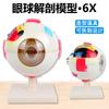 Modelo de globo ocular humano J33205 modelo anatómico de globo ocular 6 veces más grande desmontable equipo modelo biológico de globo ocular