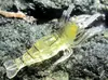 Piscis Señuelo Blando de Camarón Luminoso Gancho de Camarón de Imitación Señuelo Mini de Camarón Señuelo Blando de Insecto Falso Pesca de Camarón en Agua Salada