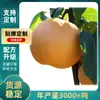 Peras de Luna de Otoño Yantai Laiyang, Peras de Azúcar Rocoso de Shandong, recién cosechadas y enviadas, crujientes, dulces y jugosas, disponibles para venta al por mayor en cajas completas, una fruta de temporada