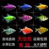 Pez ángel peces ornamentales tropicales rojo azul morado amarillo verde jade verde tigre rojo manzana rojo amarillo granja de pesca al por mayor