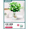 Venda por Dropshipping Mudas de Jasmim em Vasos com Botões Jiuli Xiang Pilha Velha Repelente de Mosquitos Florais de Quatro Estações e Plantas Verdes para Interior