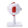Modelo de ojo humano Modelo de anatomía ocular de estudiante de secundaria Equipo de modelo de ojo biológico desmontable 3 veces más grande