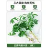 Plantas Hidropónicas en Maceta con Flores, Flores de Interior y Plantas Verdes, Plantas Acuáticas Fáciles de Cuidar en Todas las Estaciones, Rábano Verde, Espárragos Ricos, Arracacha, Palmera Roja y Blanca