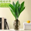 Planta Hidropônica Orquídea de Uma Folha em Vaso Planta Verde Moderna de Interior Perene para Todas as Estações Sala de Estar Flores Cultivadas em Água Plantas Fáceis de Cuidar