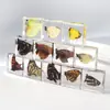 Fábrica Aivi Portafolio Cuadrado de Resina con Mariposa Real Espécimen Animal Real Ayuda de Enseñanza para Estudiantes Souvenir del Museo de Insectos