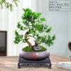 Bonsái Podocarpus Forma Interior Elegante Creativo Plantas en Maceta Fáciles de Cultivar y Mantener Mesa de Café Plantas Verdes Florales de Oficina