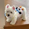 Ropa Nueva para Perros 2026 para Perros Pequeños, Mascotas, Bichón Frisé, Chalecos de Verano Delgados y Bonitos, Ropa Linda para Gatos