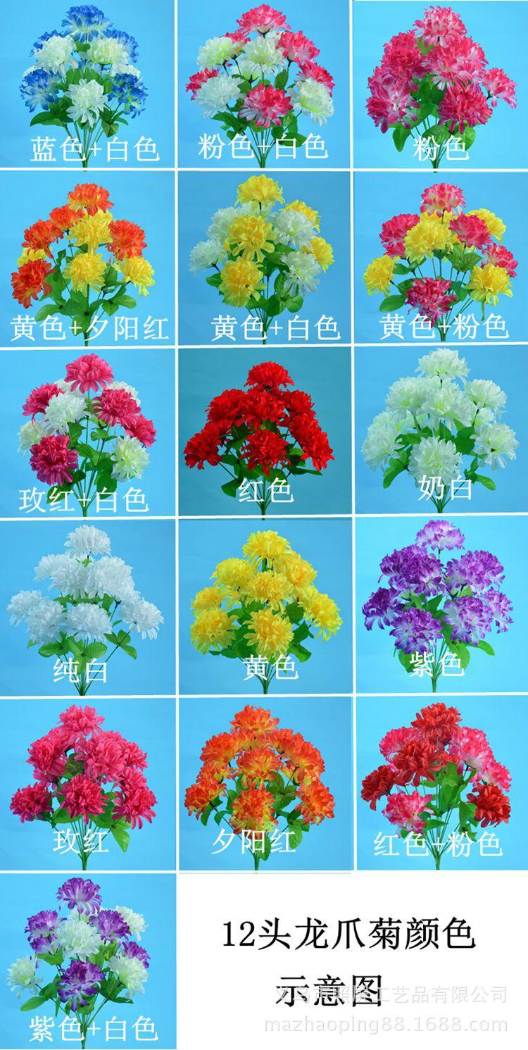12头爪菊颜色1