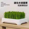 Hierba para Gatos Hidropónica sin Tierra