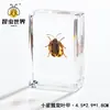 Artesanías de especímenes, insectos reales, escarabajo ciervo, escorpión, escarabajo, araña, regalos de enseñanza de ciencias biológicas, adornos de resina