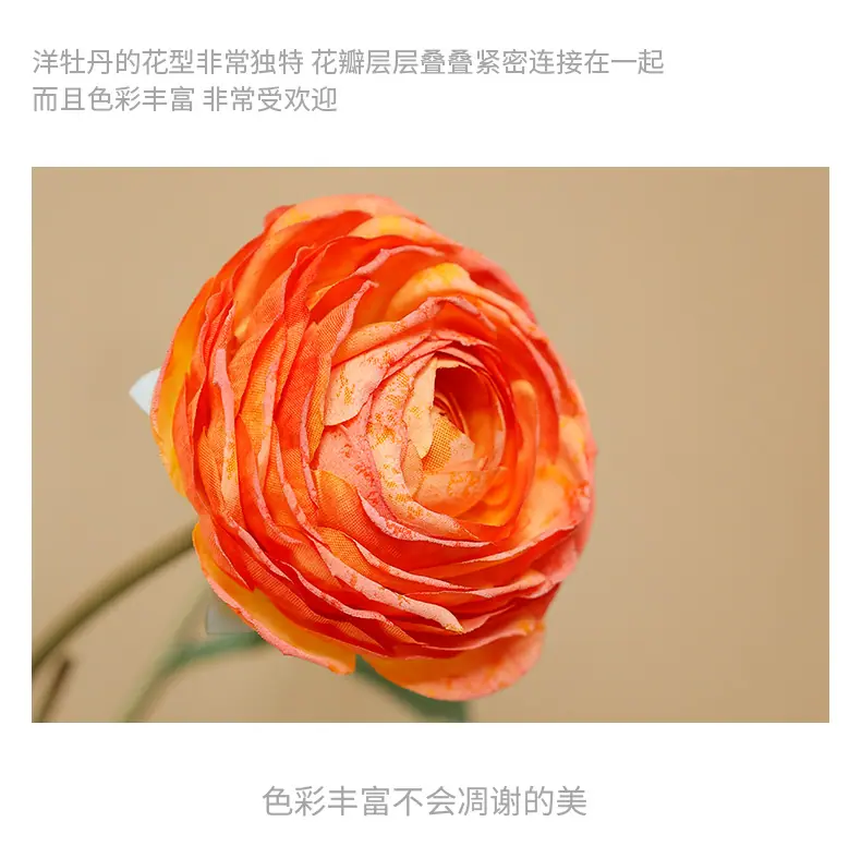 希德洋牡丹_12.jpg
