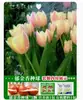Venta al por mayor de 5 bulbos de tulipán en stock, florecen en todas las estaciones, fáciles de cuidar, adecuados para cultivo hidropónico, de pétalos dobles, para cultivo en tierra o maceta en el balcón