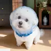 Collar protector para mascotas para prevenir mordeduras, collar isabelino para pasear perros, conveniente, cómodo, transpirable, collar de malla anti-lamido y anti-mordeduras