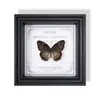 Adorno de Marco de Espécimen de Mariposa Real Grande con Rayas Verdes, Valioso y Raro, Pieza de Exhibición de Decoración para el Hogar Moderno de Madera Natural, Decoración Creativa