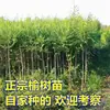 Plántulas de Olmo, Plántulas de Olmo del Dinero, Plántulas de Olmo Blanco, Paisaje de Patio, Plántulas Comestibles, Reverdecimiento de Parque Vial, Plántulas Resistentes al Frío