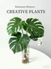 Planta Hidropónica Monstera, Planta Verde Todo el Año, Planta en Maceta de Cultivo en Agua para Interiores, Bambú de Hoja Grande para Sala de Estar, Oficina, Escritorio