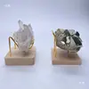 Pedra Crua de Jade Cristalino Espécime Mineral Espécime Fóssil de Concha Pedra Única Base de Exibição em Madeira Maciça Coleção