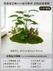 Musgo para Paisajismo de Plantas Verdes Plantas Artificiales Decoración Flores Artificiales Combinación Tropical para Interiores Paisaje de Ventana Persa Arreglo de Césped