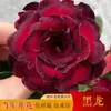 Rosa-do-deserto de Pétalas Duplas em Vaso Floresce em Todas as Estações, Fácil de Manter, Florais e Plantas Verdes Coloridas para Varanda Interna, Suculentas Bonsai