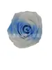 Flores Preservadas 4-5cm Rosas de Gradiente Colorido Caja de Dos Tonos Flores Personalizadas al por Mayor Deslumbrantes