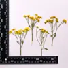 Coleção de Galhos de Flor de Crisântemo, Pacote de Material para Embossing de Flores Secas, Material para DIY Feito à Mão, Espécime de Planta, Marcador de Página Embossado com Cola