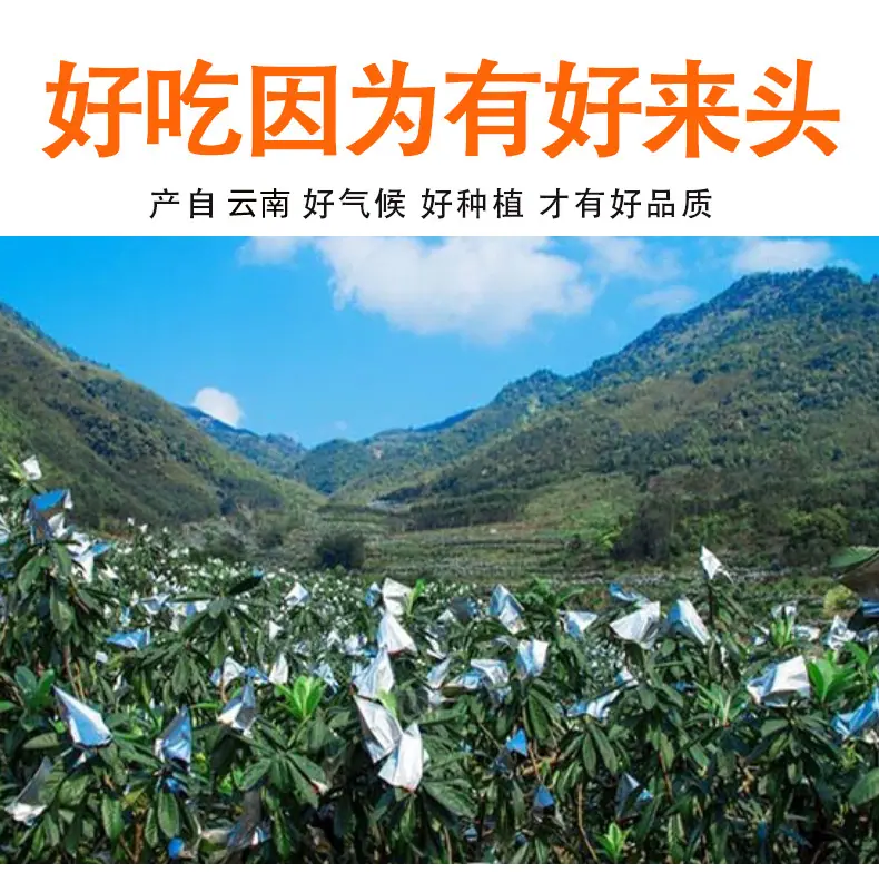 云南蒙自枇杷详情图