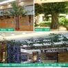 Simulación ramificación enverdecimiento hojas de árbol falso decoración ingeniería jardín pegamento árbol grande hojas de baniano paisajismo accesorios para actuación
