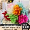 Coelho cauda grama buquê de flores secas flor material photo frame decoração diy material eterno flor rabo de cachorro grama atacado adereços de tiro