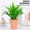 Dropshipping Helecho Nido de Ave Helecho en Maceta Follaje de Interior Planta Verde Flor Sala de Estar Oficina Escritorio de Empresa Planta Novedad