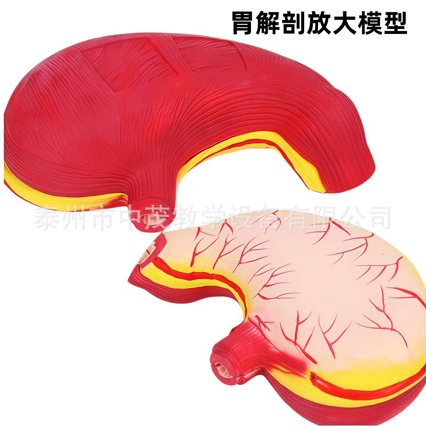 胃解剖放大1.png