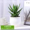 Las Plantas Verdes de Interior en Maceta de Aloe Vera Son Fáciles de Cuidar y Absorben Ciertos Aldehídos. Embellecimiento de Oficina Las Plantas Suculentas de Aire Son Fáciles de Cultivar