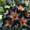 Fornecimento transfronteiriço de flores de epiderme coloridas com folhas, caules de raízes de flores de epiderme, bulbos de flores de epiderme chama de pavão e sementes de flores no atacado