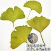 Hojas de ginkgo con ramas, flores secas, ejemplar de planta, flores secas, funda para teléfono en relieve, marcapáginas, hojas reales, flores reales, pegatinas de hojas
