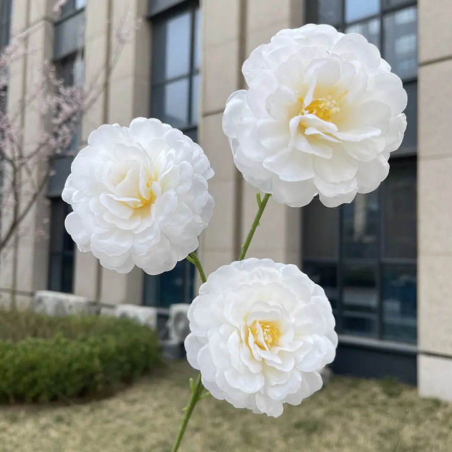 3头水芙蓉-xzmjcx-白色.JPG